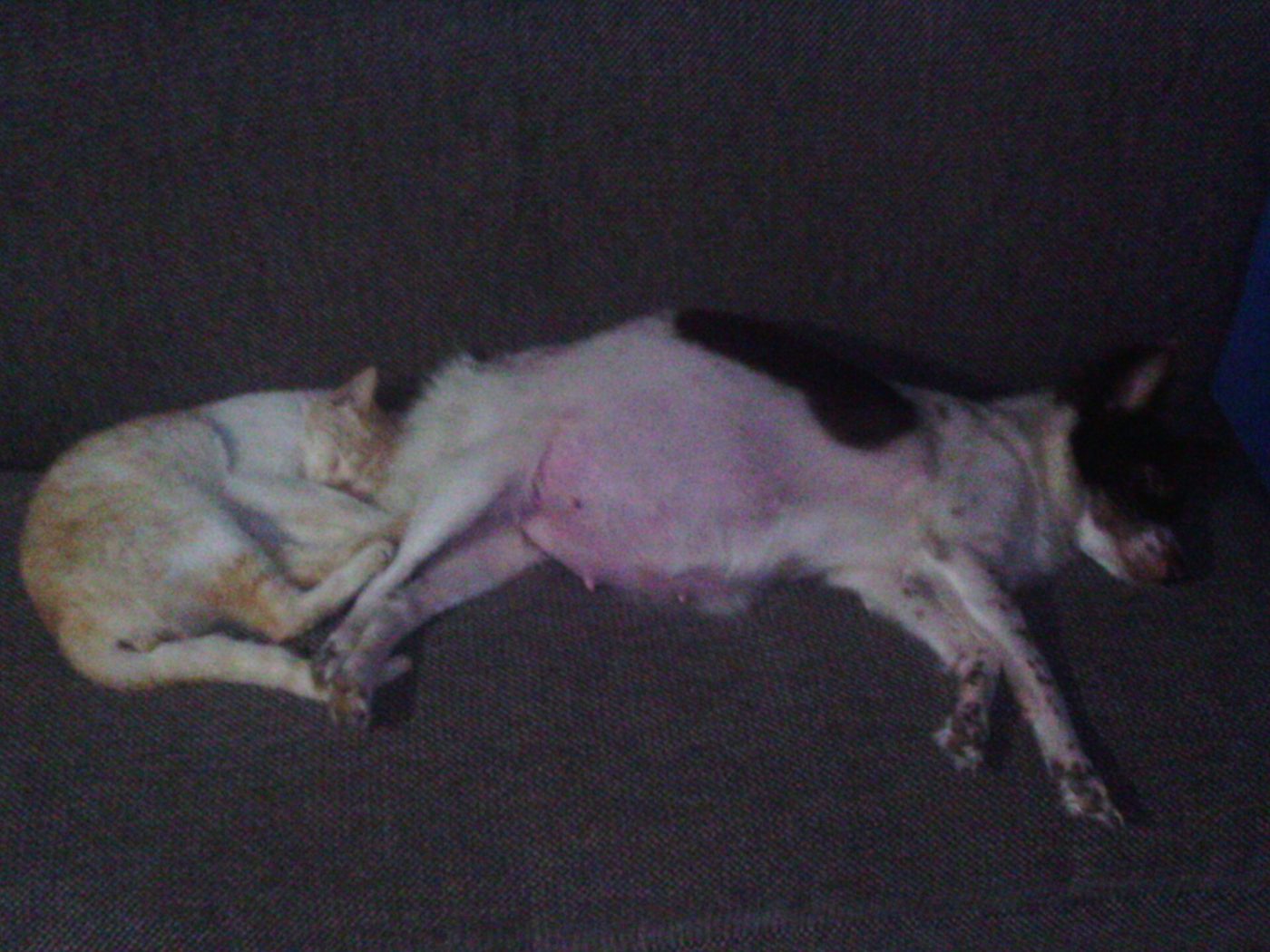 A cat and a dog resting together