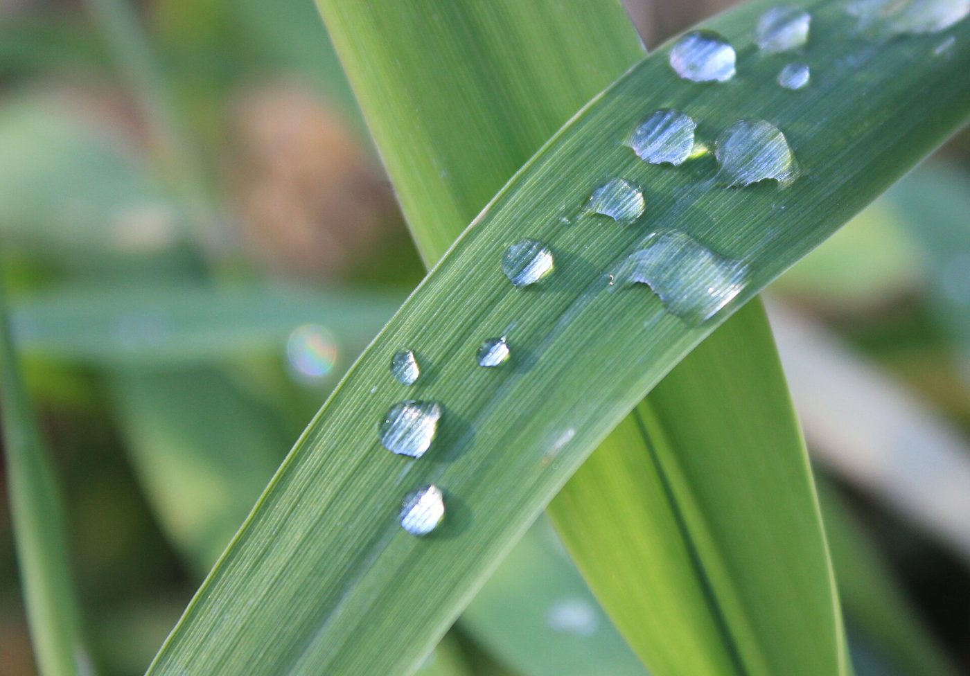 Close-up of dew drops on blades of green grass in early morning light.