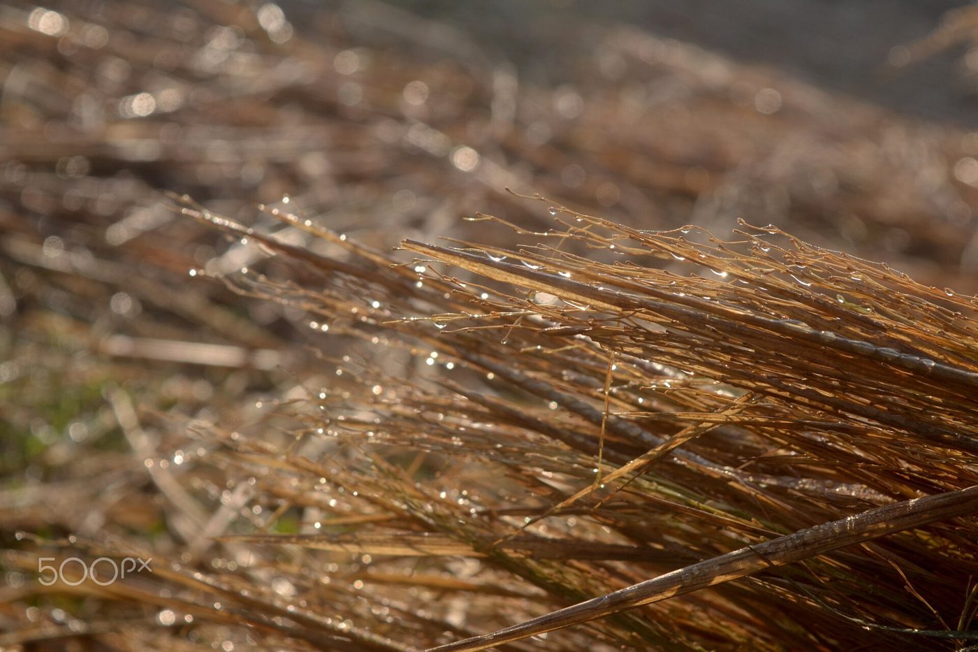 Close-up of dew drops on blades of grass in early morning light