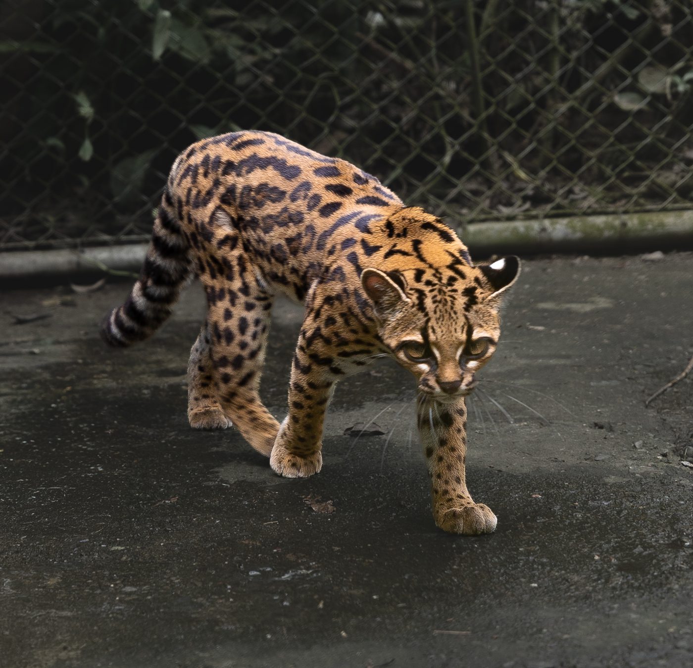A Tilcayo tiger cat, a newly identified wild cat species from Bolivia, photographed in care at a wildlife rescue center.