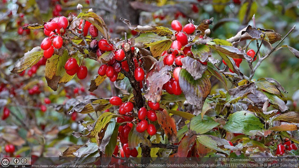 Close-up of a Cornus officinalis (山茱萸) branch heavy with clusters of bright red berries among autumn-yellowed and browning leaves.