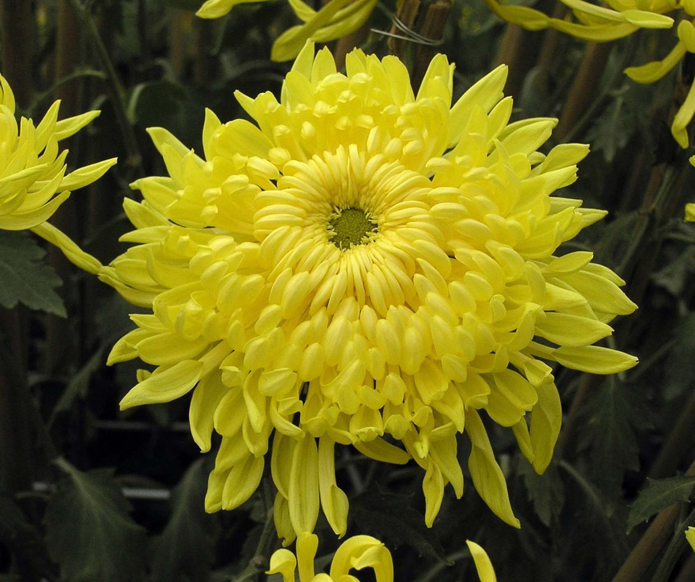 A cluster of bright yellow chrysanthemum flowers in full bloom