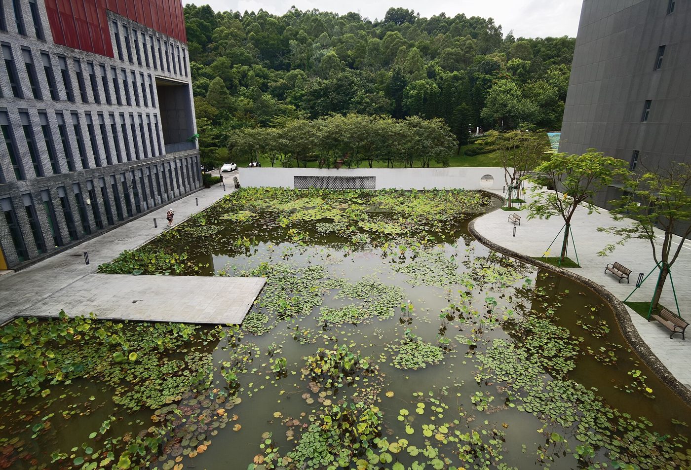 A lotus pond between the library and student center on the CUHK-Shenzhen campus