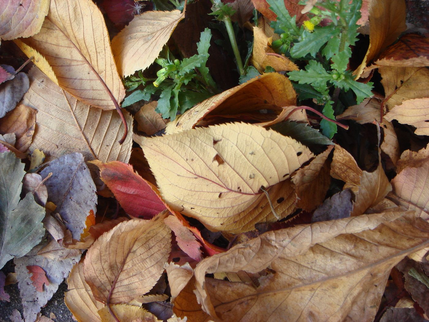 Red and yellow fallen leaves scattered across a paved sidewalk in a quiet residential street.