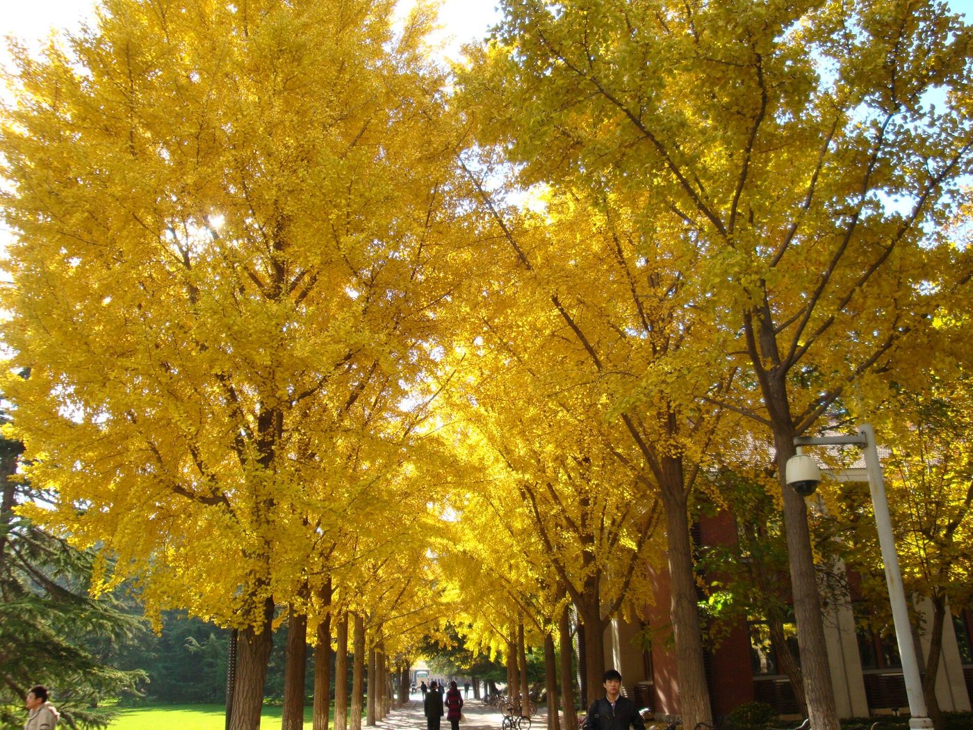Golden ginkgo trees line a path on a Chinese university campus in autumn