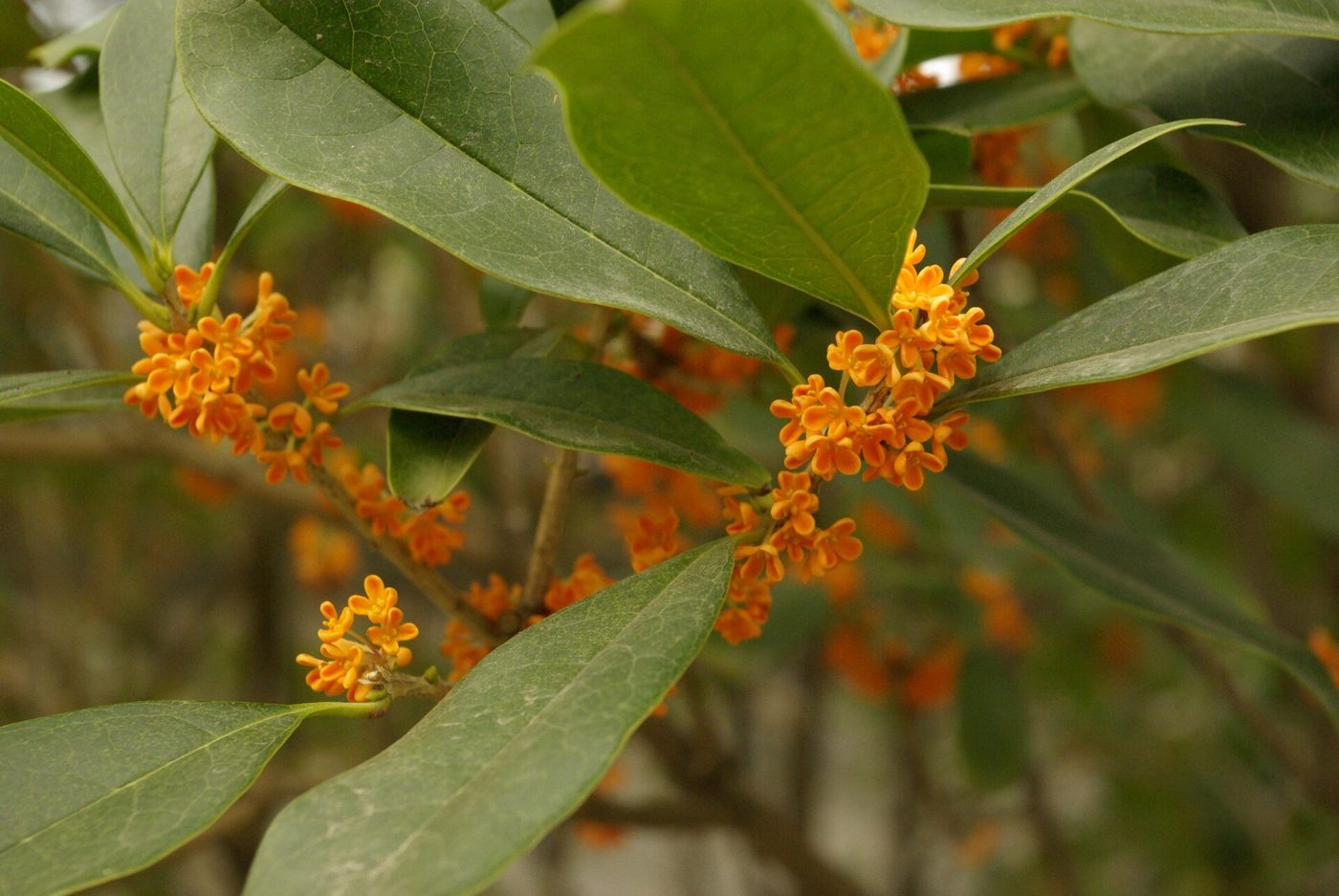 Small pale osmanthus blossoms clustered among green leaves on a branch