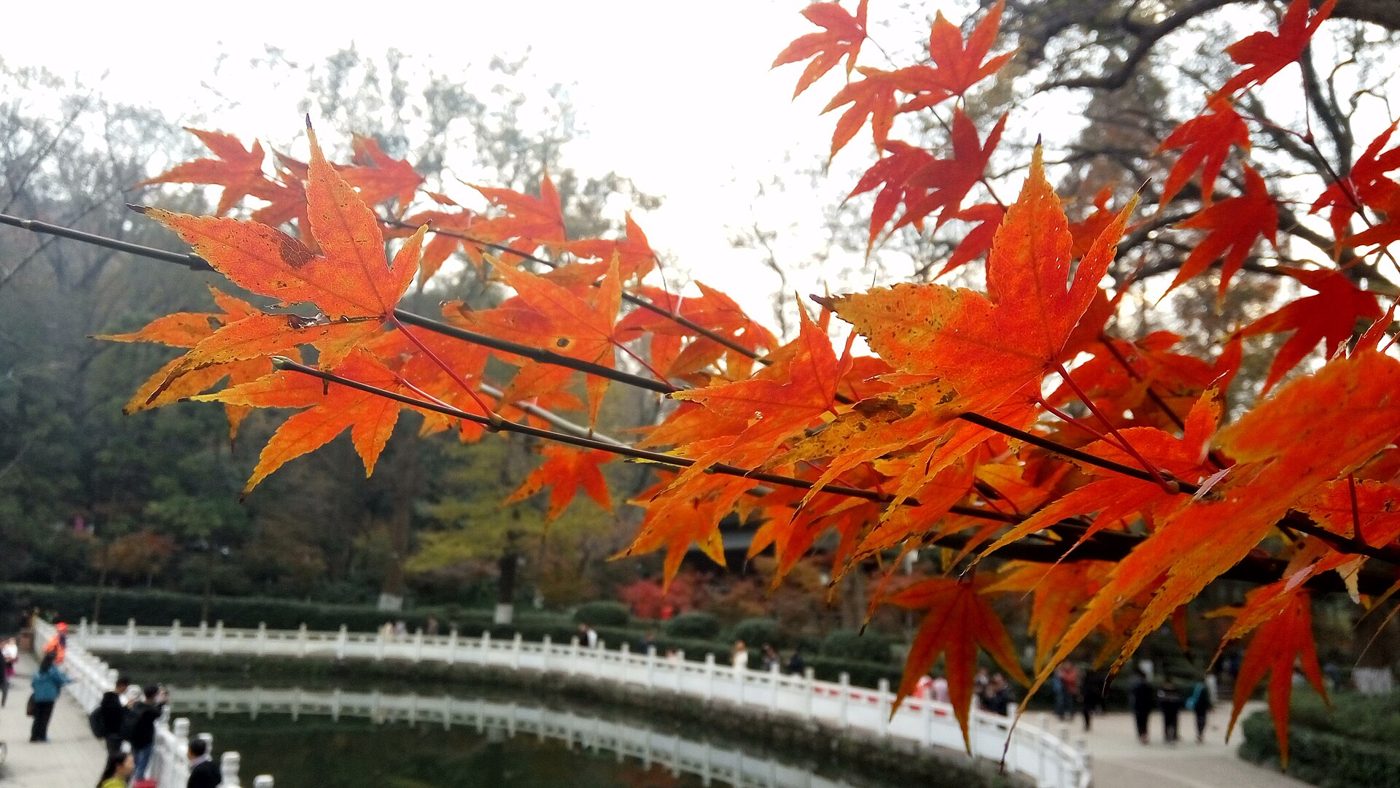 Red and orange autumn maple leaves at Qixia Mountain in Nanjing, China