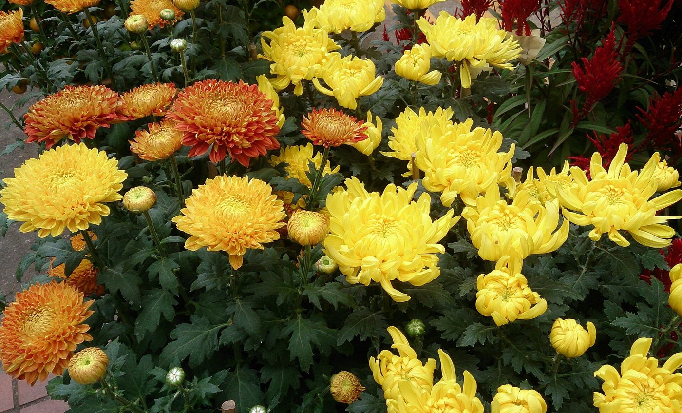 Chrysanthemums for sale at a flower market
