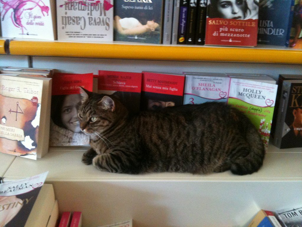 A black-and-white cat lying on a low bookstore shelf among rows of books, as if browsing the titles