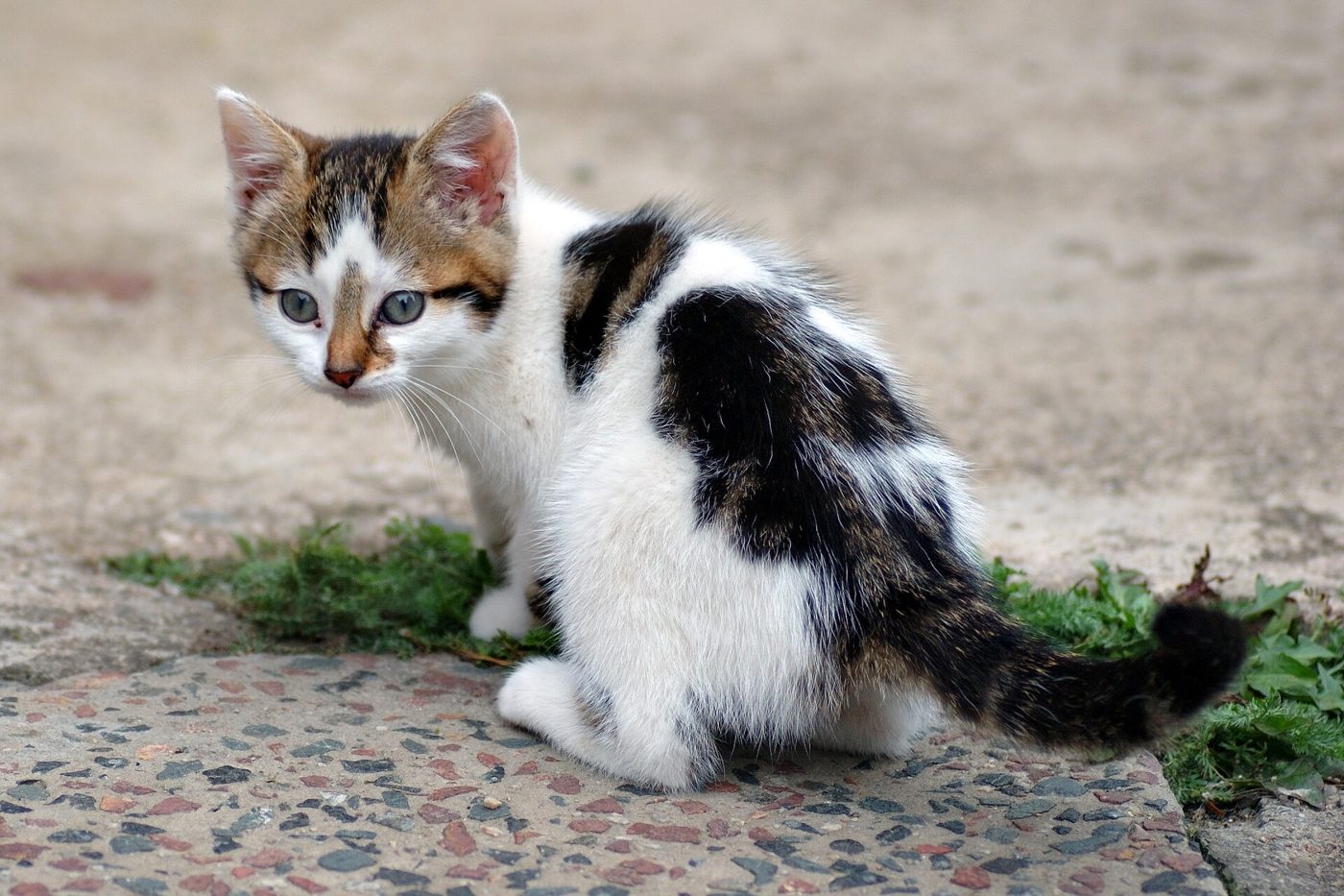 A six-week-old kitten sitting on grass
