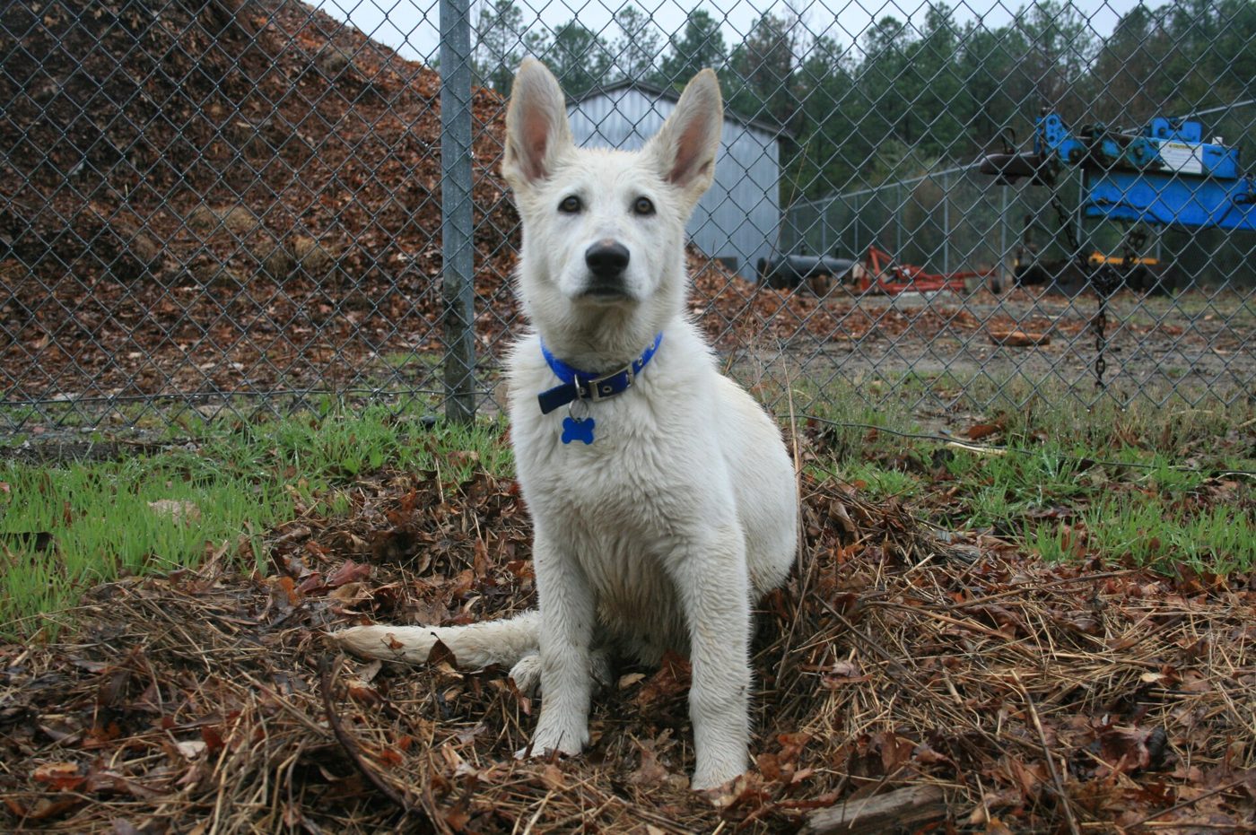 A wet white German Shepherd puppy standing outdoors after being out in the rain, looking toward the camera with a forest in the background.