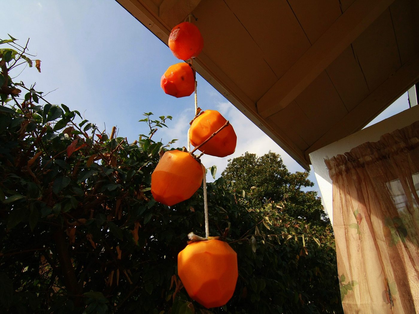 Rows of orange persimmons tied with string, hanging under an eave to dry in the autumn air.