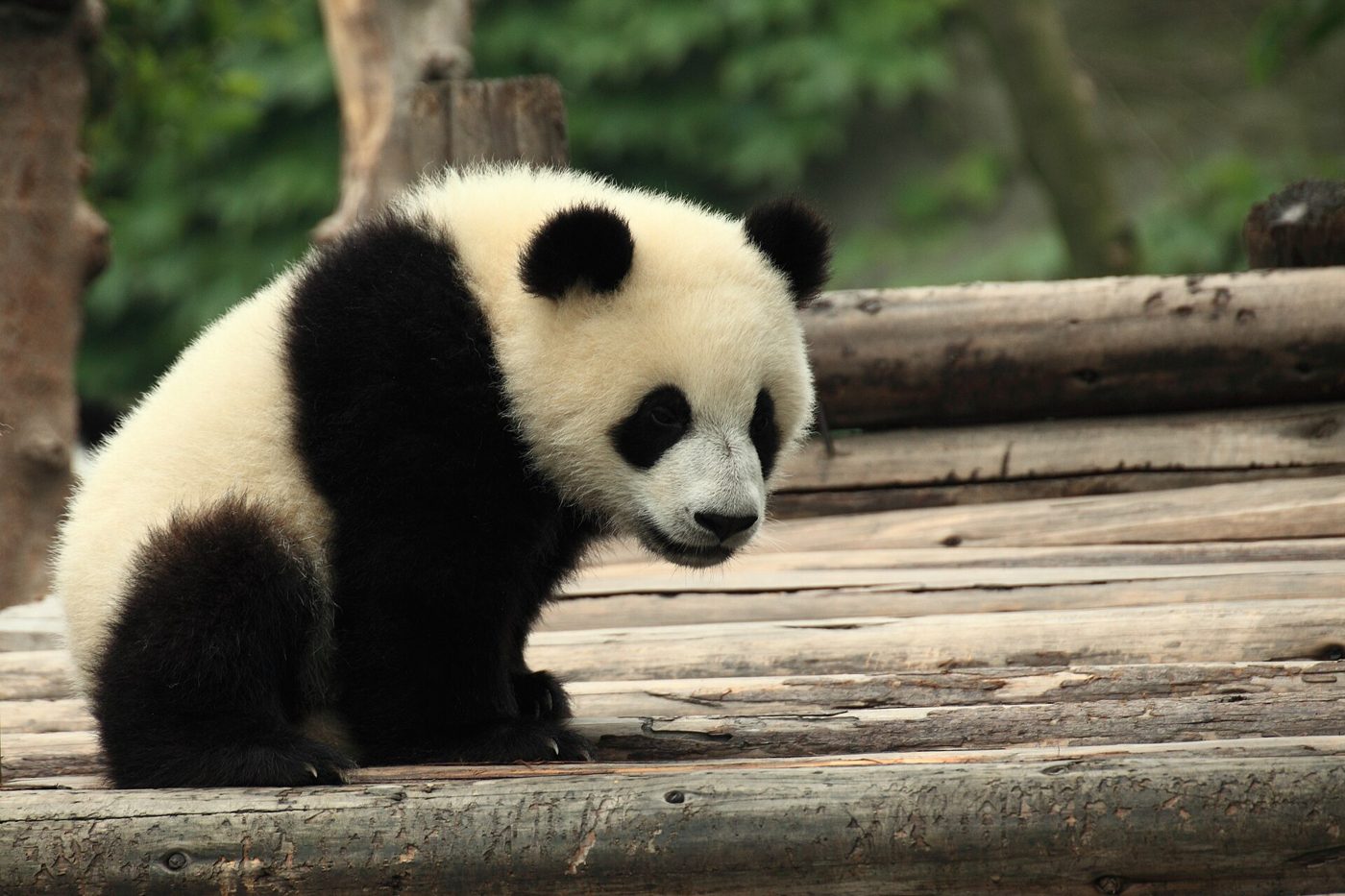 A giant panda sitting among green branches at the Chengdu panda breeding base