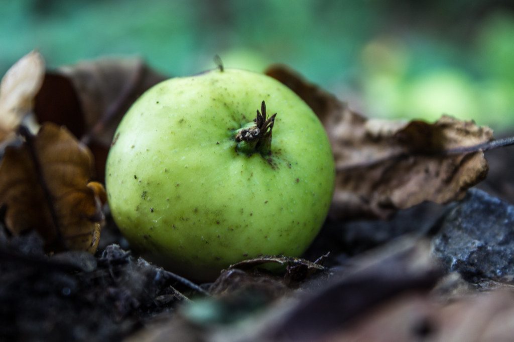 A basketful of freshly harvested red apples