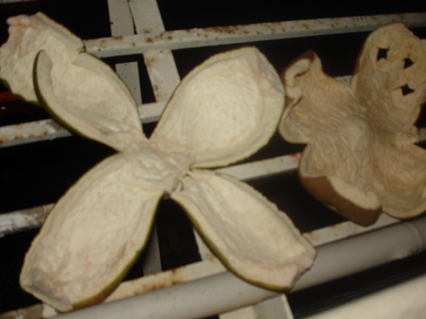 A round lantern carved from a hollowed-out pomelo peel, its rind cut with an open lattice pattern and hung by a string.