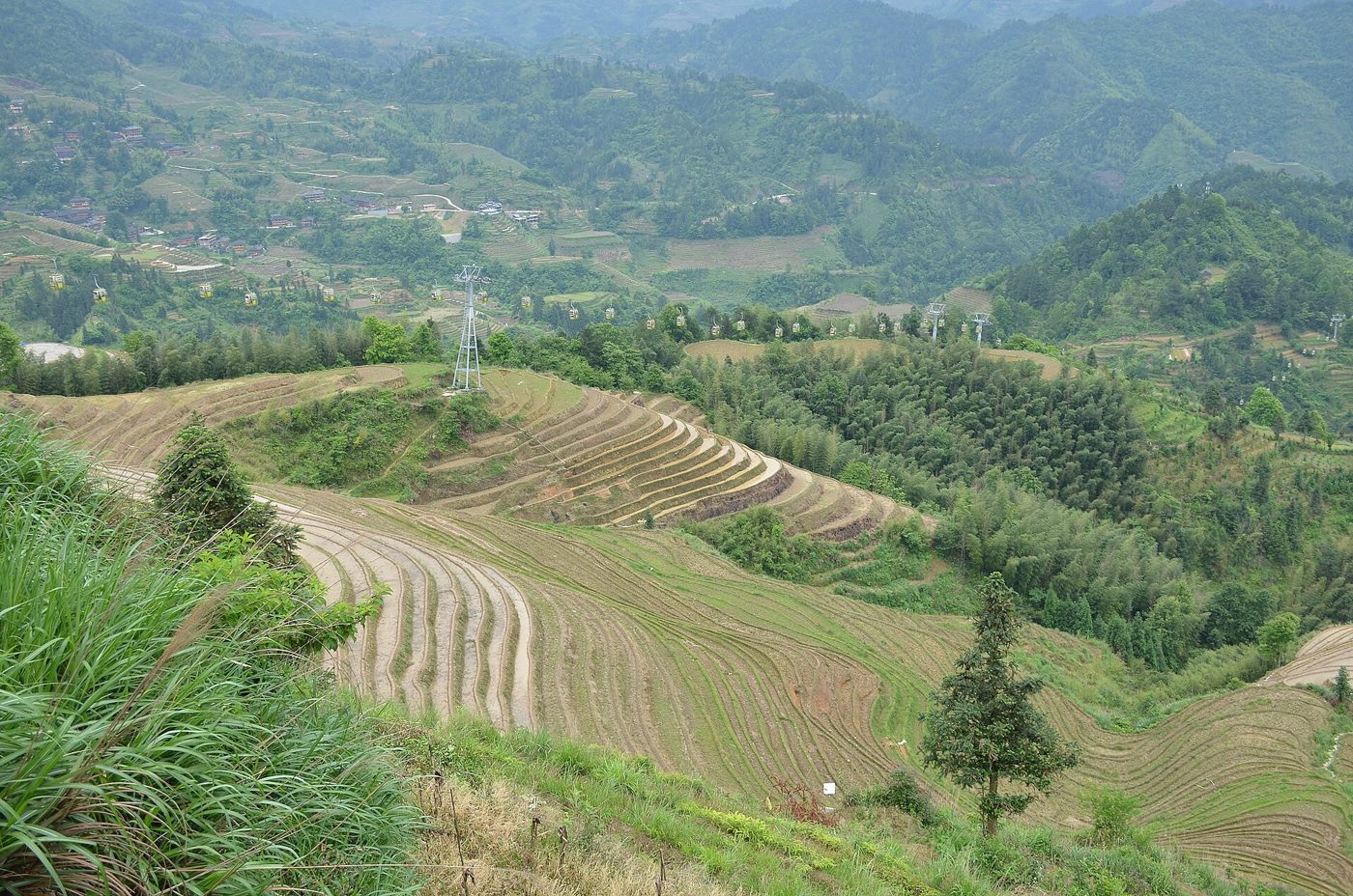 Golden terraced rice fields on a hillside in China, with a cable car line visible in the distant mountains.