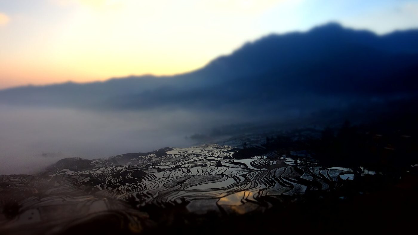 Golden terraced rice paddies in Yunnan, China, glowing at sunrise ahead of the autumn harvest