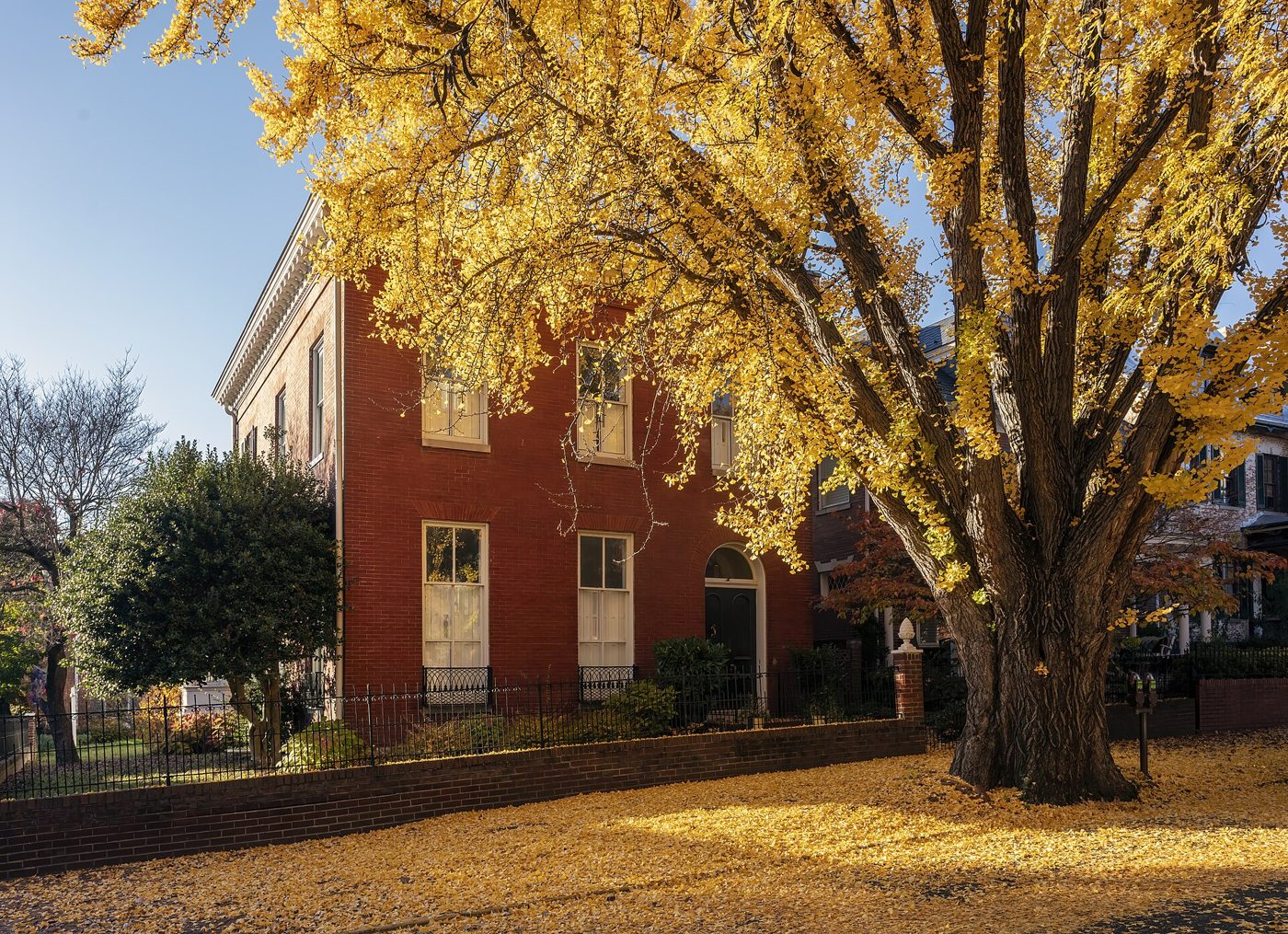A ginkgo tree in full golden autumn color, its bright yellow leaves glowing against a building wall.