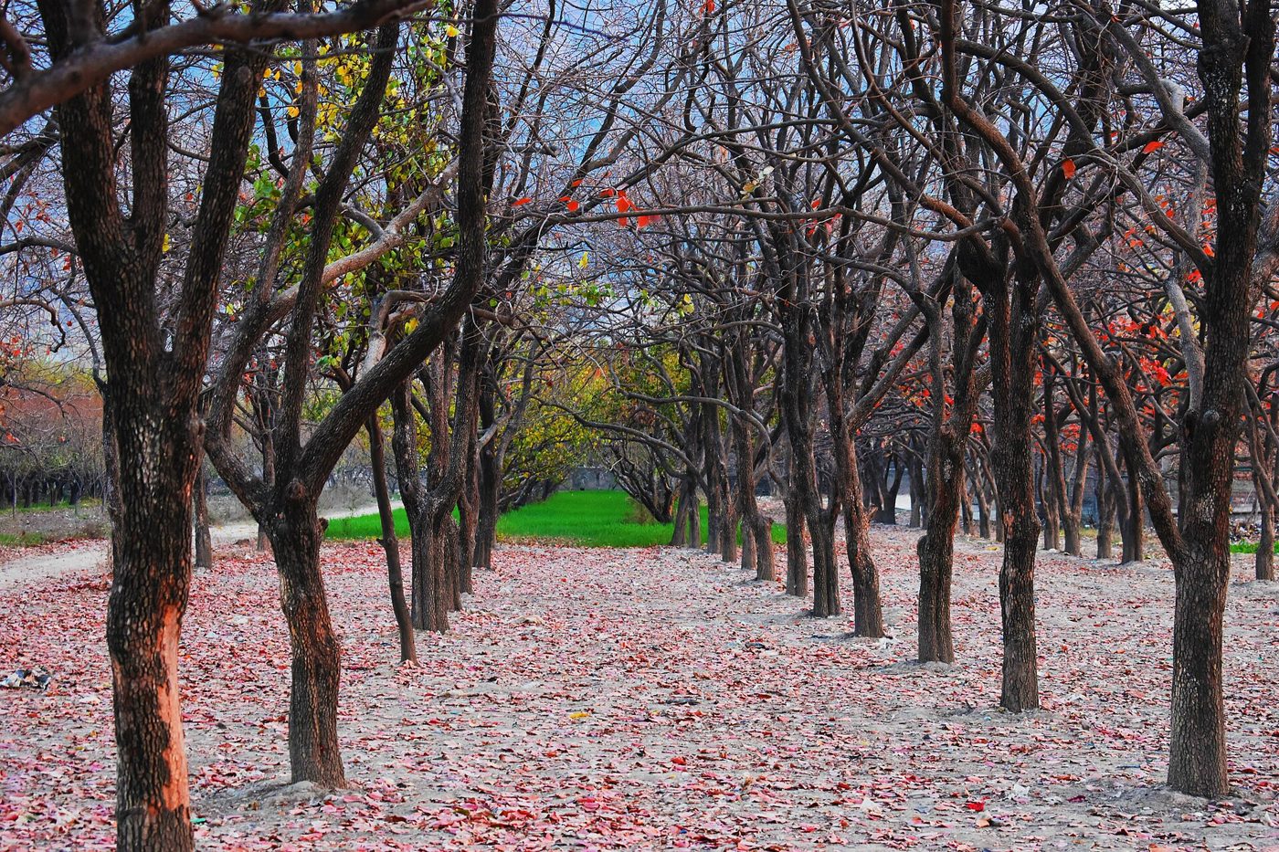 A persimmon field in autumn with ripe orange persimmons hanging on the branches