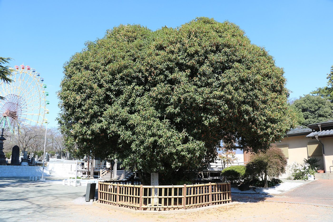 A tall osmanthus tree with dense green foliage growing on the grounds of Kezoji temple in Japan.