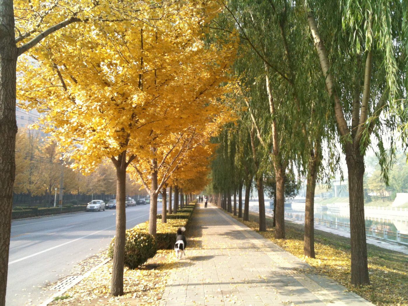 A river in Beijing lined with trees in autumn colors