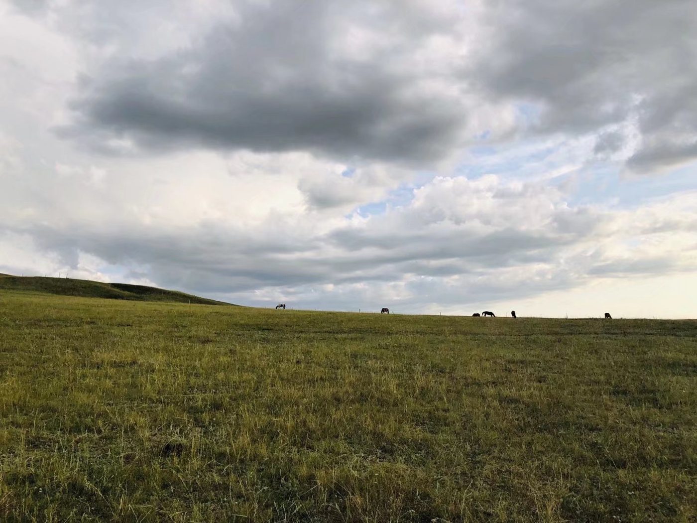 Green grassland stretching toward the horizon in Inner Mongolia, under a wide open sky.