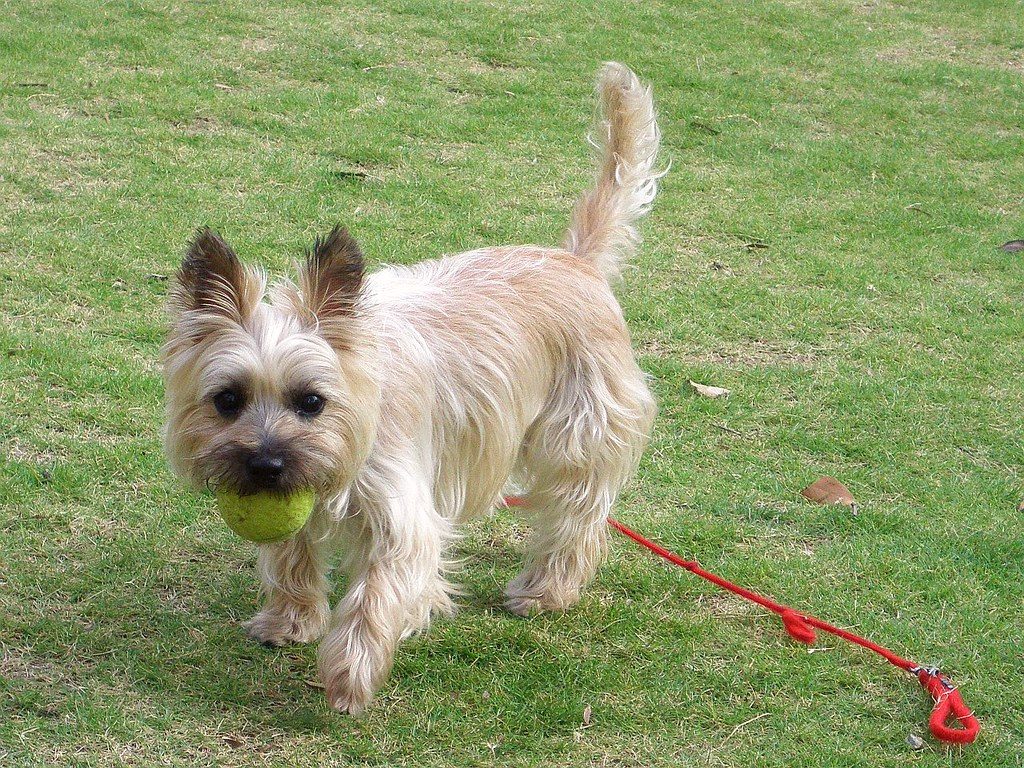 A small tan and cream terrier walks across a grassy lawn carrying a yellow tennis ball in its mouth, with a red leash trailing behind it.