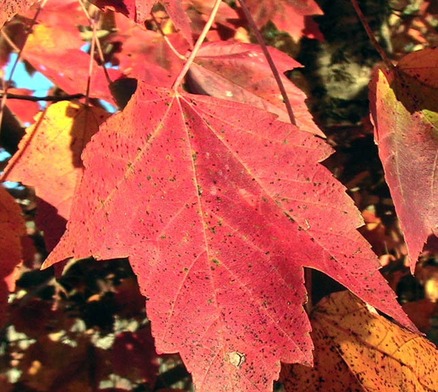 Close-up photo of a single red maple leaf with pale veins, set against a blurred green and brown autumn background.