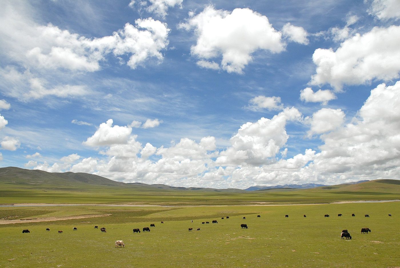 A wide view of the grassy, mountain-ringed high plateau landscape of Nagqu, Tibet, near where the earthquake struck