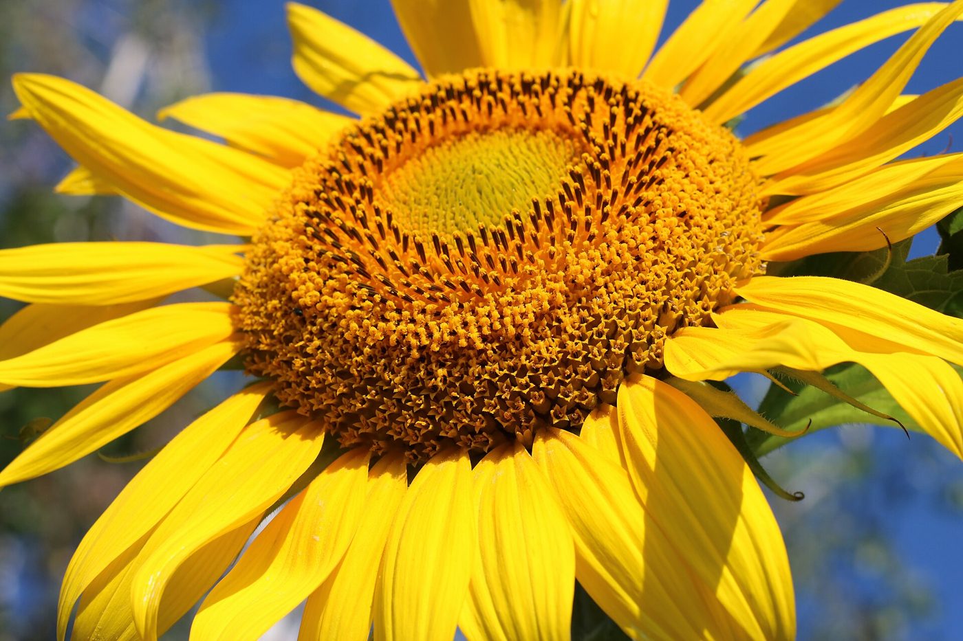 A close-up front view of a single sunflower's golden petals surrounding a dark brown seed head.
