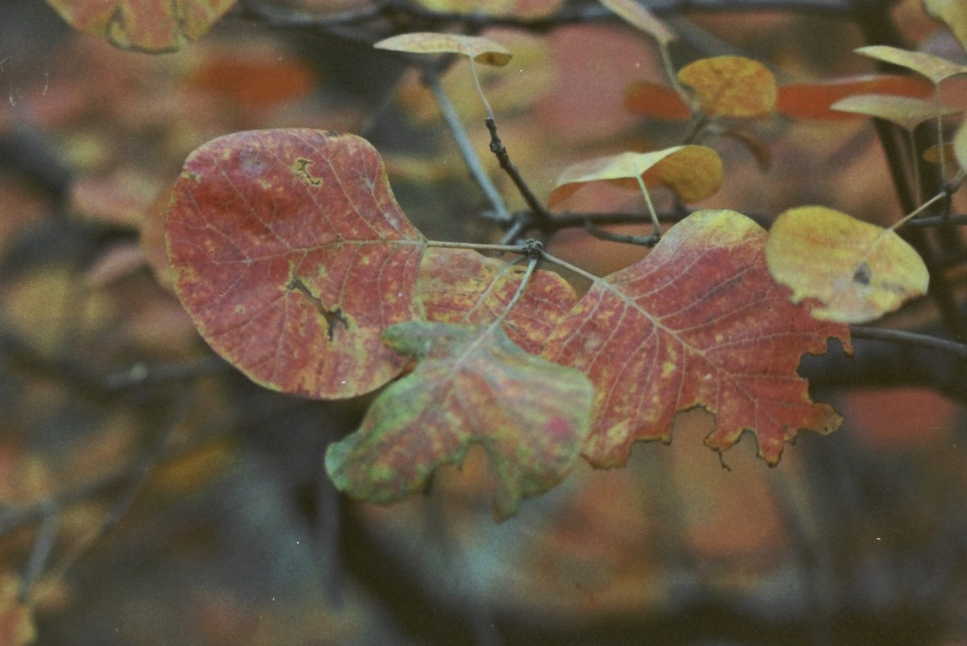 Close-up of bright red maple leaves on a branch at Xiangshan (Fragrant Hills) Park in Beijing.