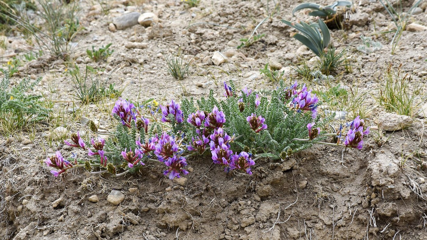 Small purple wildflowers covering a dry, rocky hillside slope under an open sky.